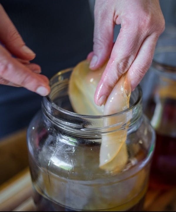 DELUXE SCOBY, STARTER & SUPPORT KIT: Includes Kombucha SCOBY made with organic tea and sugar, FREE SHIPPING, Online Class and Professional Brewer Support